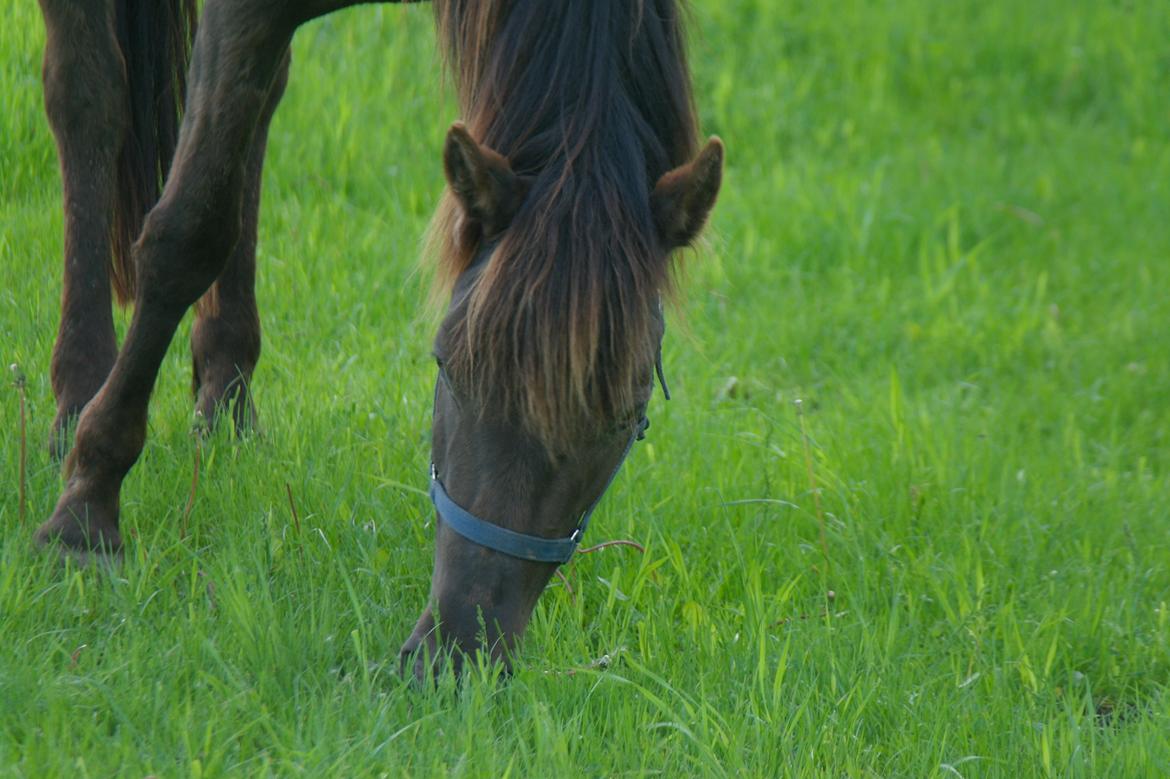 Anden særlig race shadow of touch billede 15