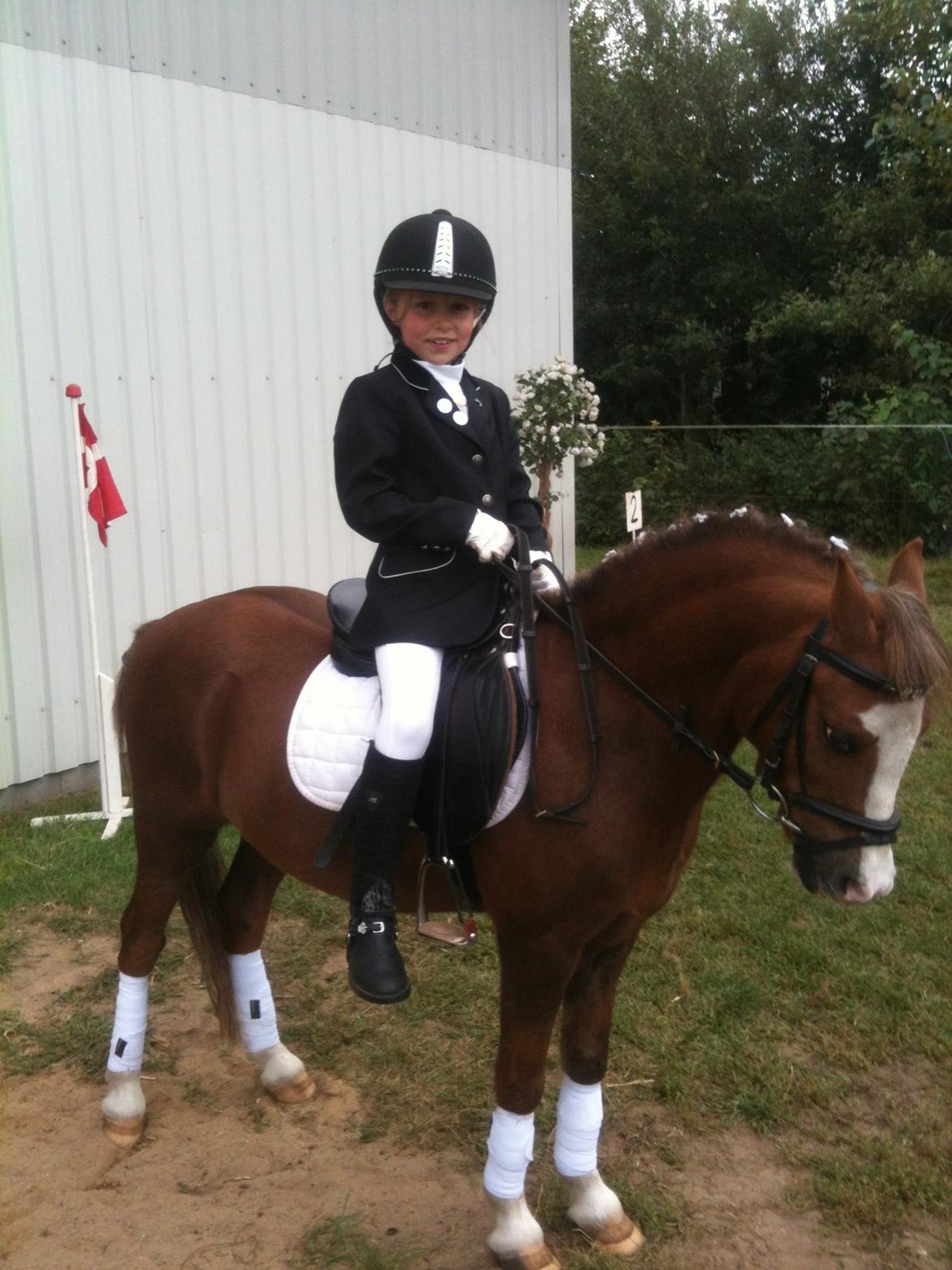 Welsh Mountain (sec A) Hunk billede 3