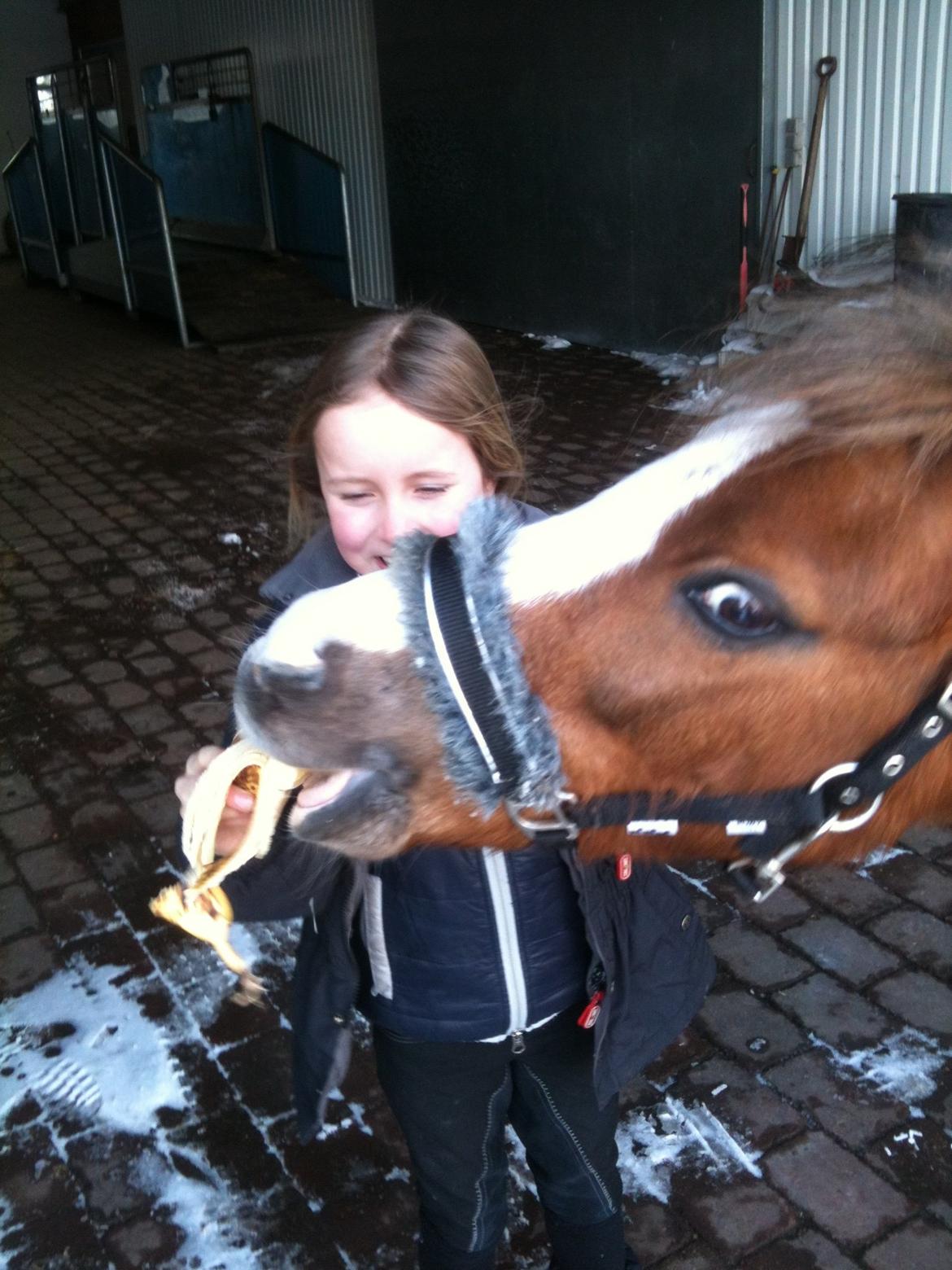Welsh Mountain (sec A) Hunk billede 4