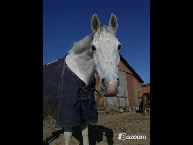 Arabisk fuldblod (OX) Triumph OX - Triumph på jordfold
Foto: Signe  billede 1