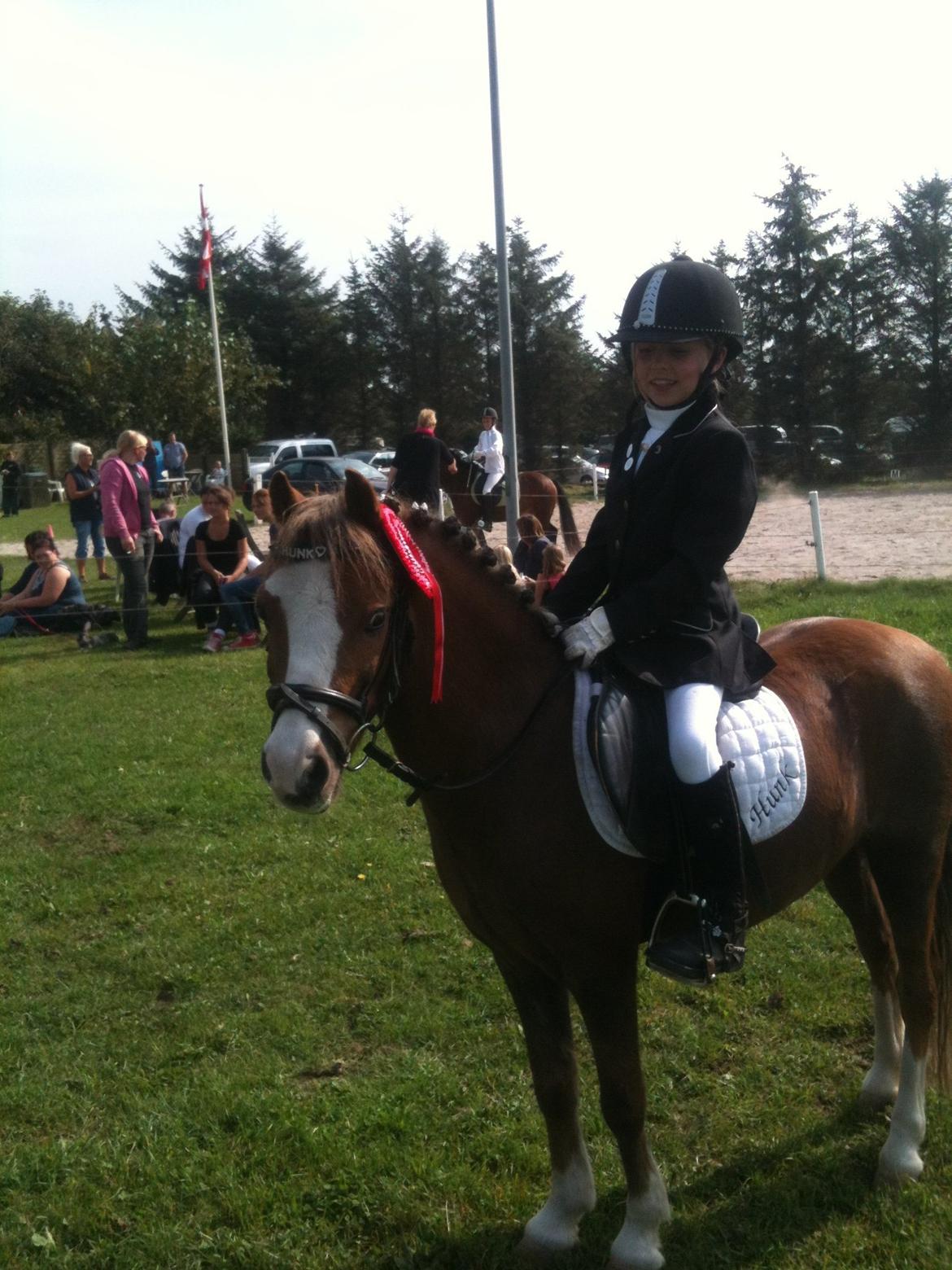Welsh Mountain (sec A) Hunk billede 6