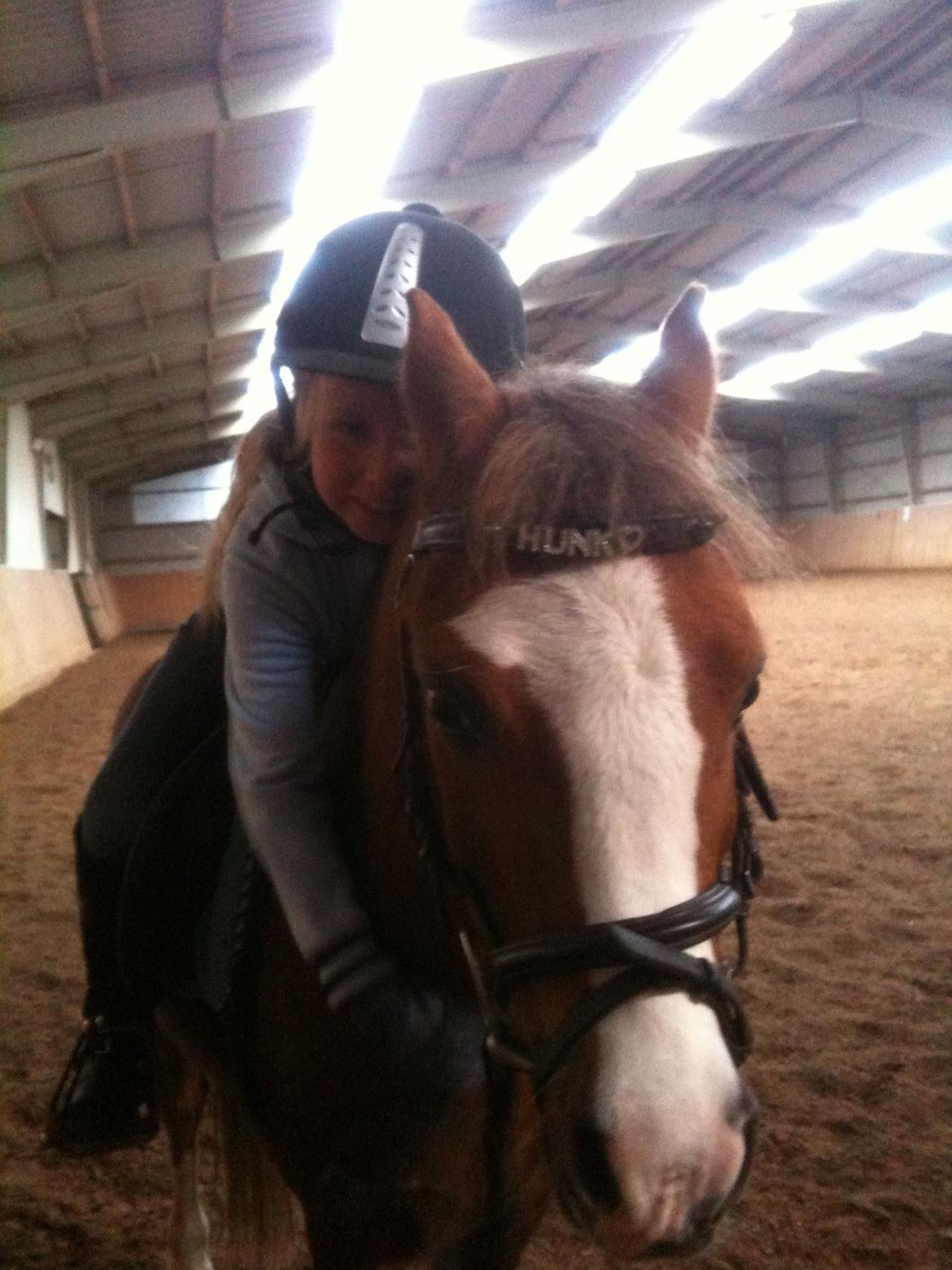 Welsh Mountain (sec A) Hunk billede 7