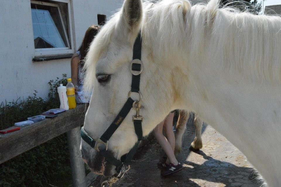 Connemara Asmindrupgårds Lorenzo<3 (passer) - før stævnet, og du nyder solen!! billede 19