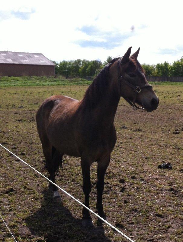 DSP Marielunds Fleue Delis billede 6