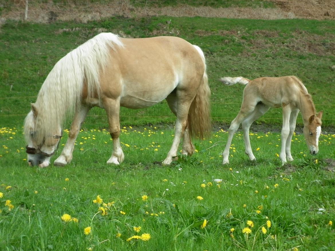 Anden særlig race Revsgaards Primo - 21. maj 2013 På fold med moar billede 8