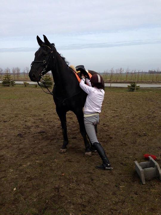 Anden særlig race Harald Baldur R.I.P billede 3