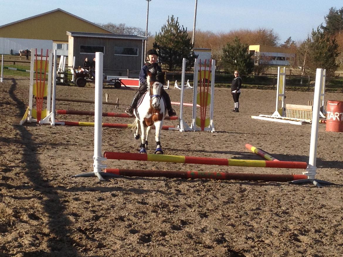 Anden særlig race Mr.Blue billede 6