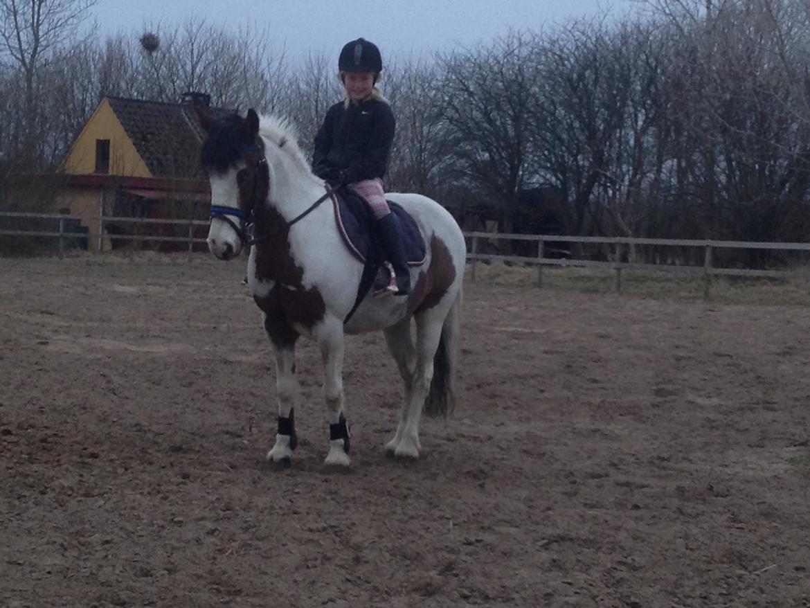 Anden særlig race Mr.Blue billede 8