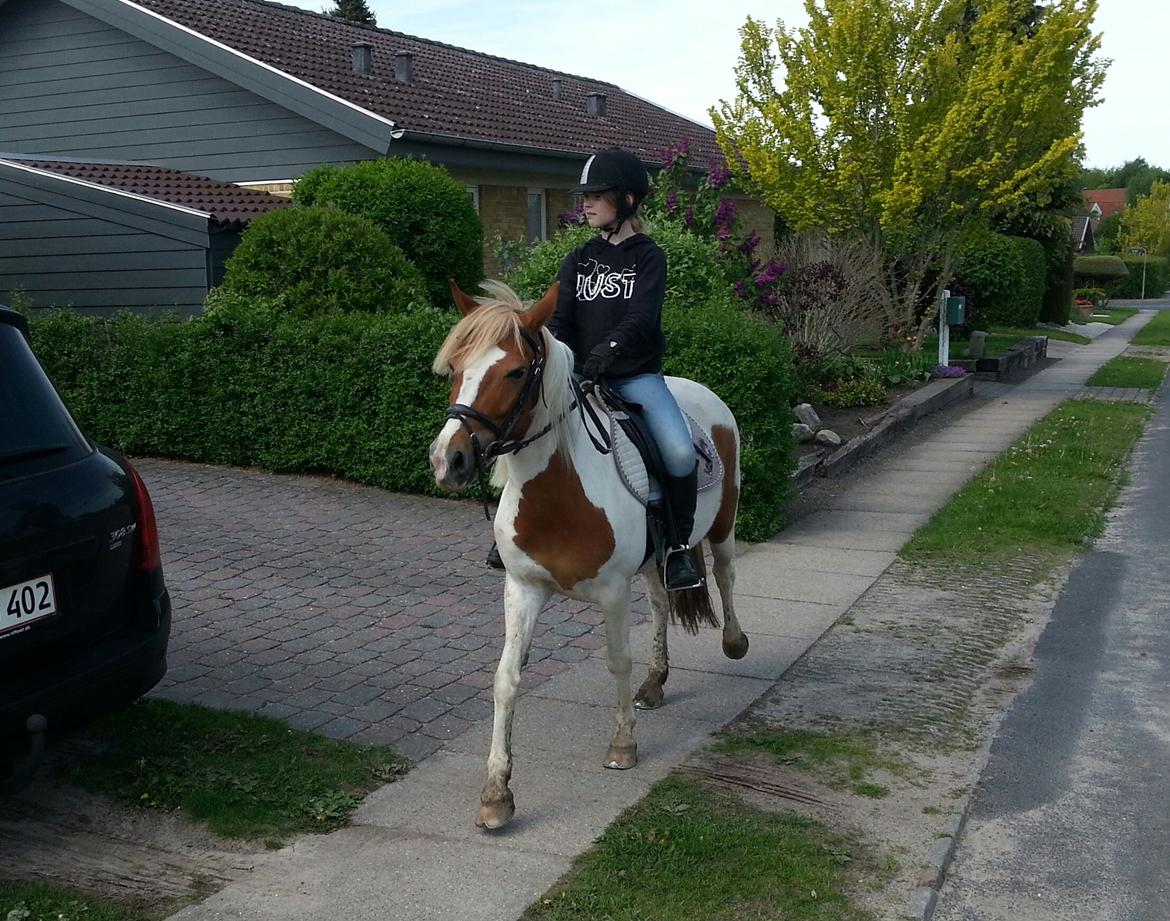 Pinto Cherry billede 19