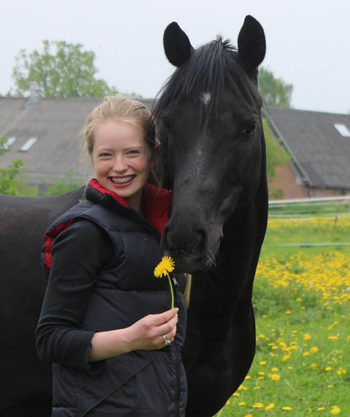 Tysk Sportspony VICTORY A-pony SOLGT billede 29