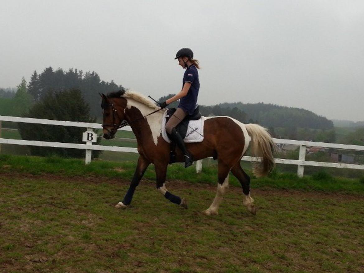 Pinto Joey Moe billede 15