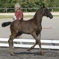 Dansk Varmblod Krones Bastian - Bastian som bette <3 billede 12