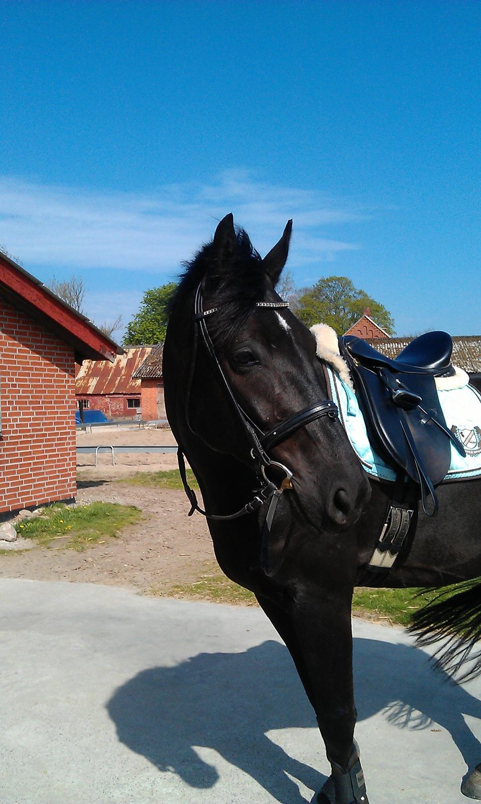 Dansk Varmblod Krones Bastian billede 10