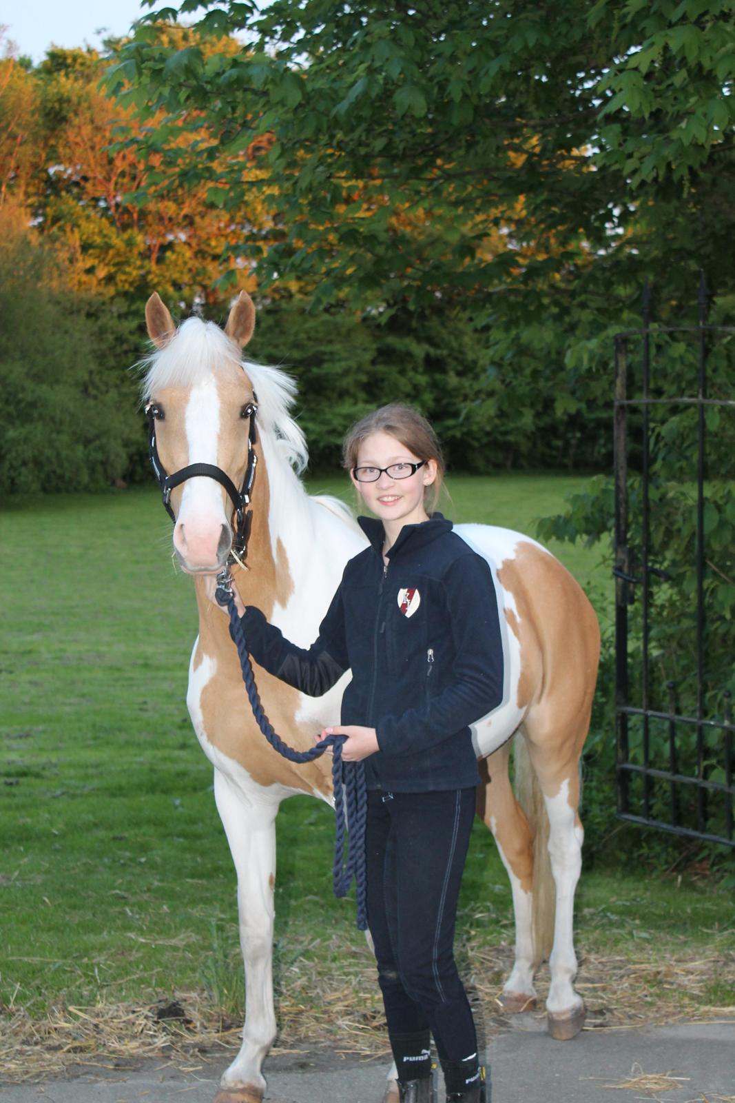 Pinto SHE DE LUXE HØJGÅRD [Tidl. låne hest] - Første dag hjemme på gården! <3 - Foto Stutteri Højgård billede 5