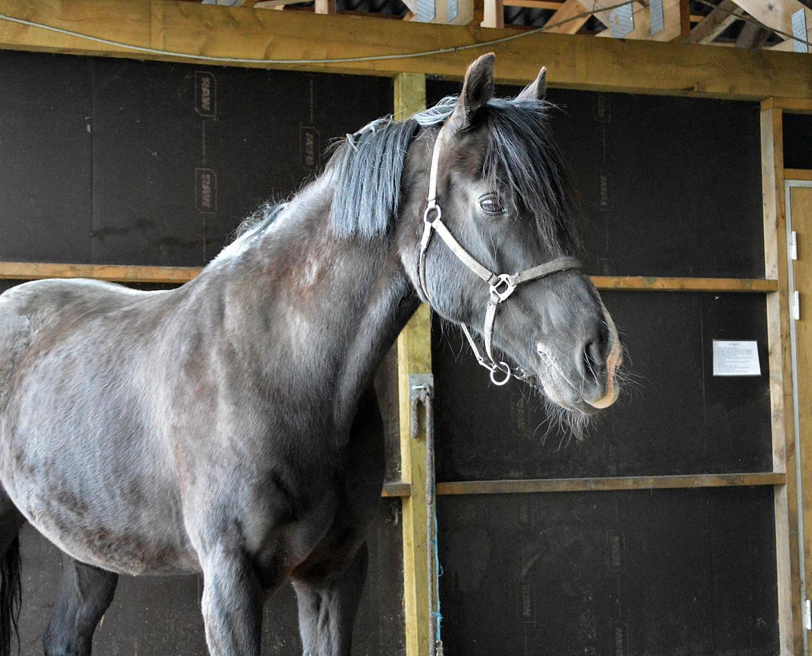 Welsh Cob (sec D) Valhallas Jesse James den smukke! billede 9