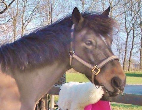 Anden særlig race Beauty billede 13