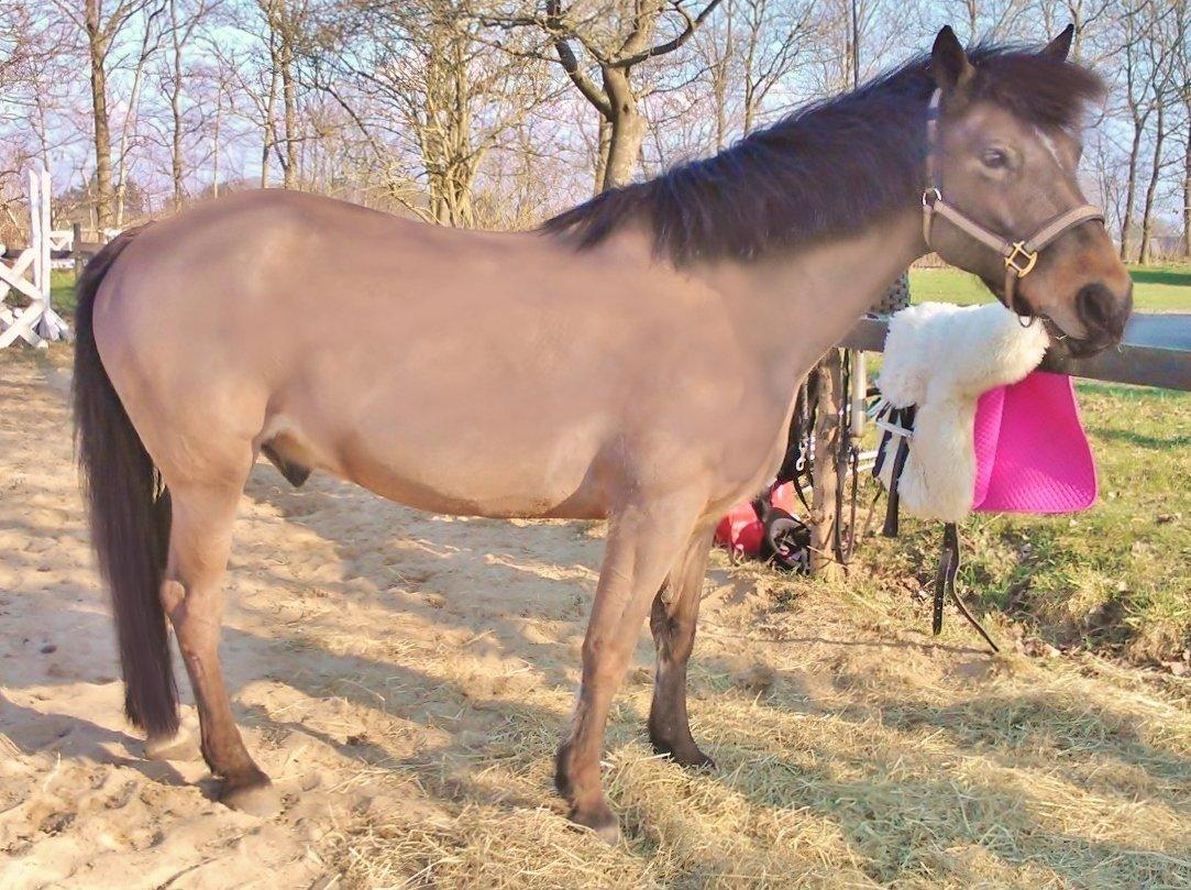 Anden særlig race Beauty billede 3