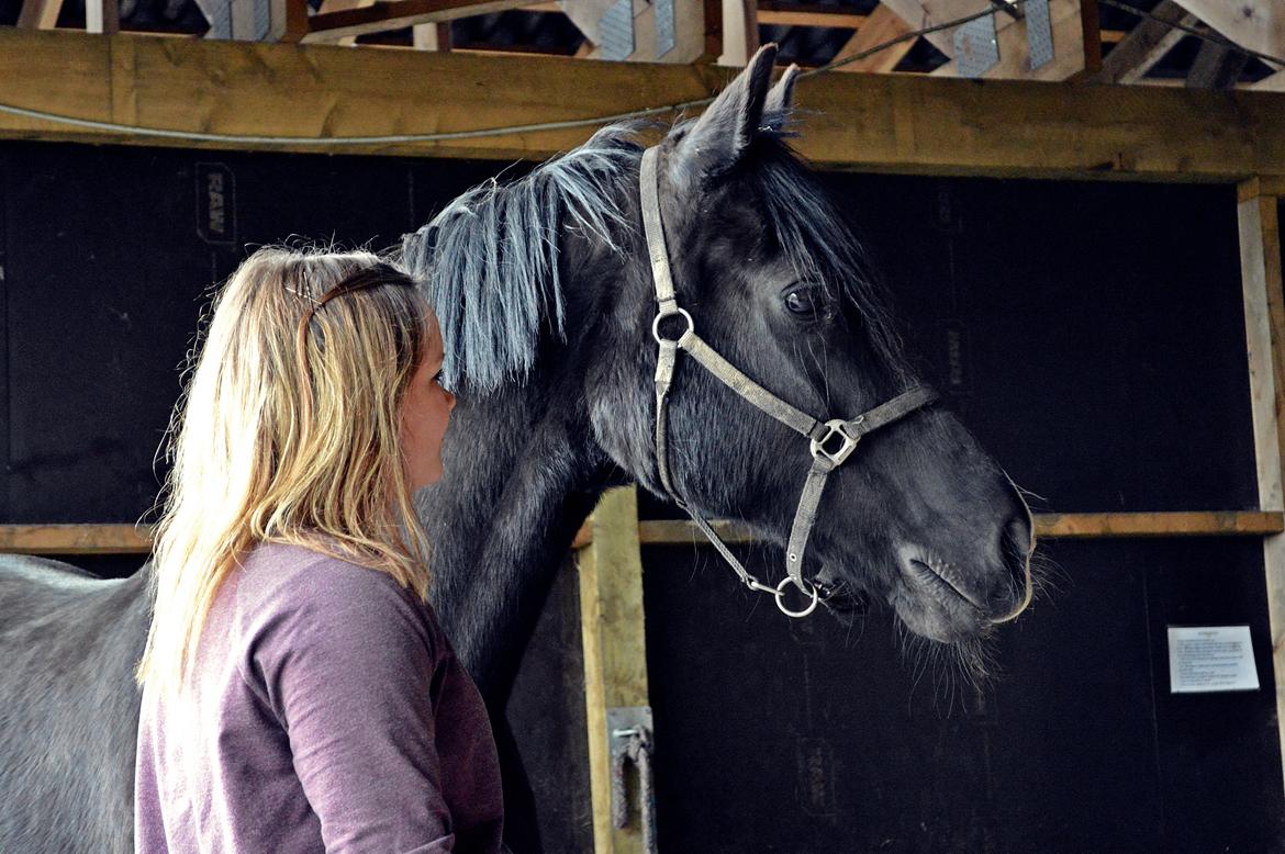 Welsh Cob (sec D) Valhallas Jesse James den smukke! - dejlige fotogene hest<3 billede 10