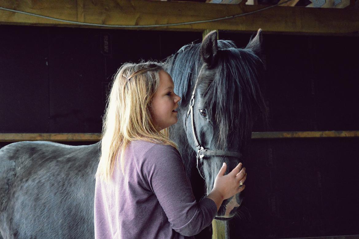 Welsh Cob (sec D) Valhallas Jesse James den smukke! billede 11