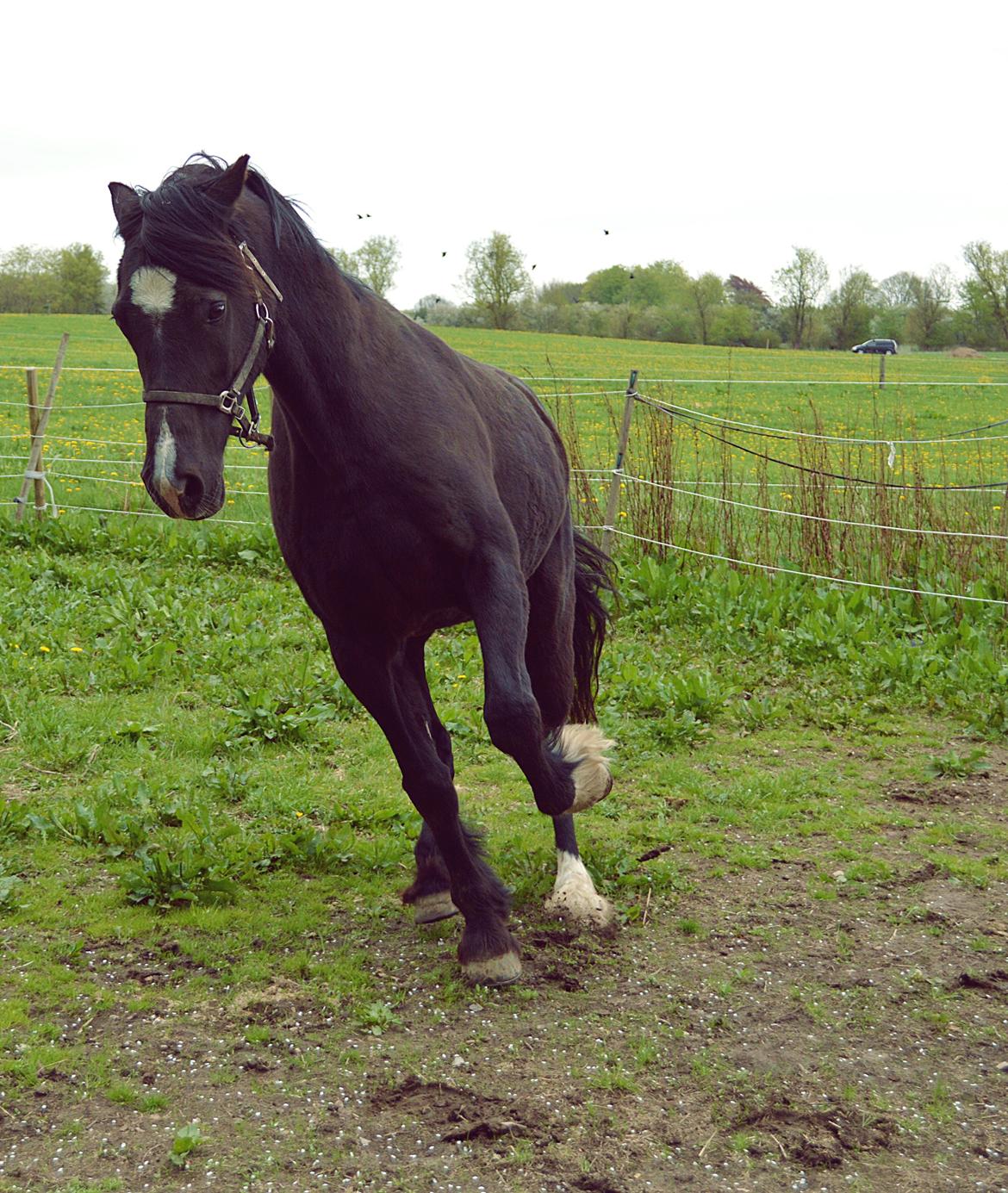 Welsh Cob (sec D) Valhallas Jesse James den smukke! billede 12