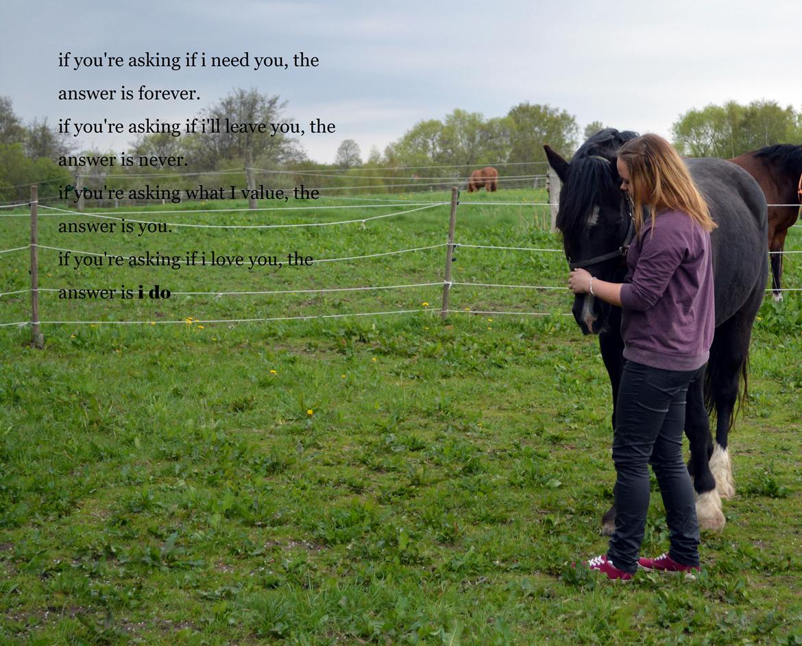 Welsh Cob (sec D) Valhallas Jesse James den smukke! billede 13