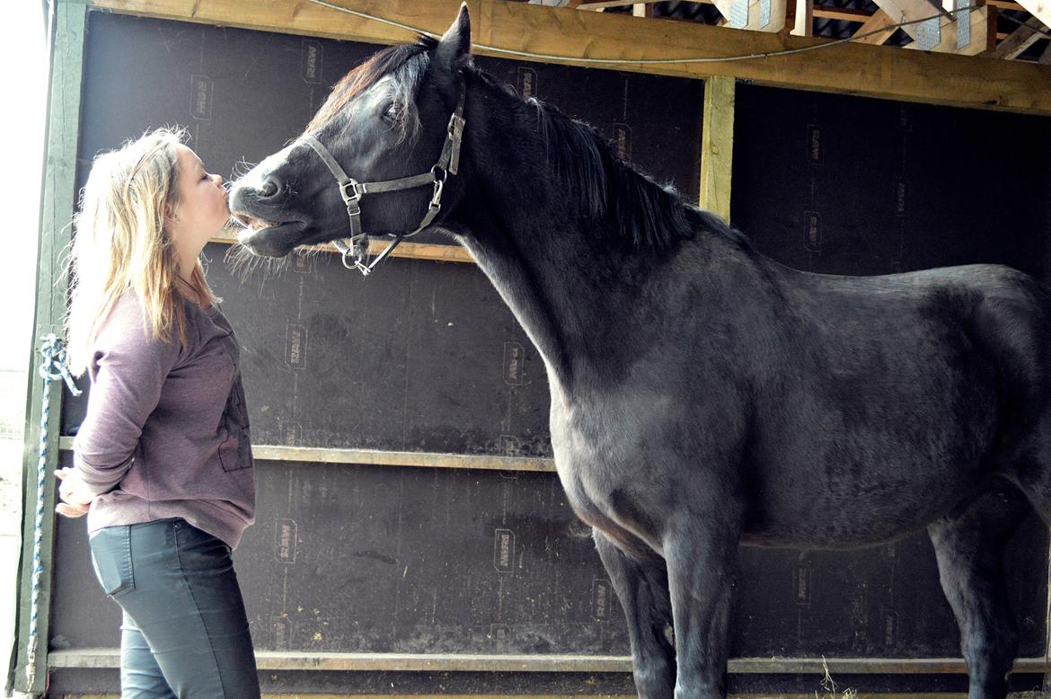 Welsh Cob (sec D) Valhallas Jesse James den smukke! billede 14