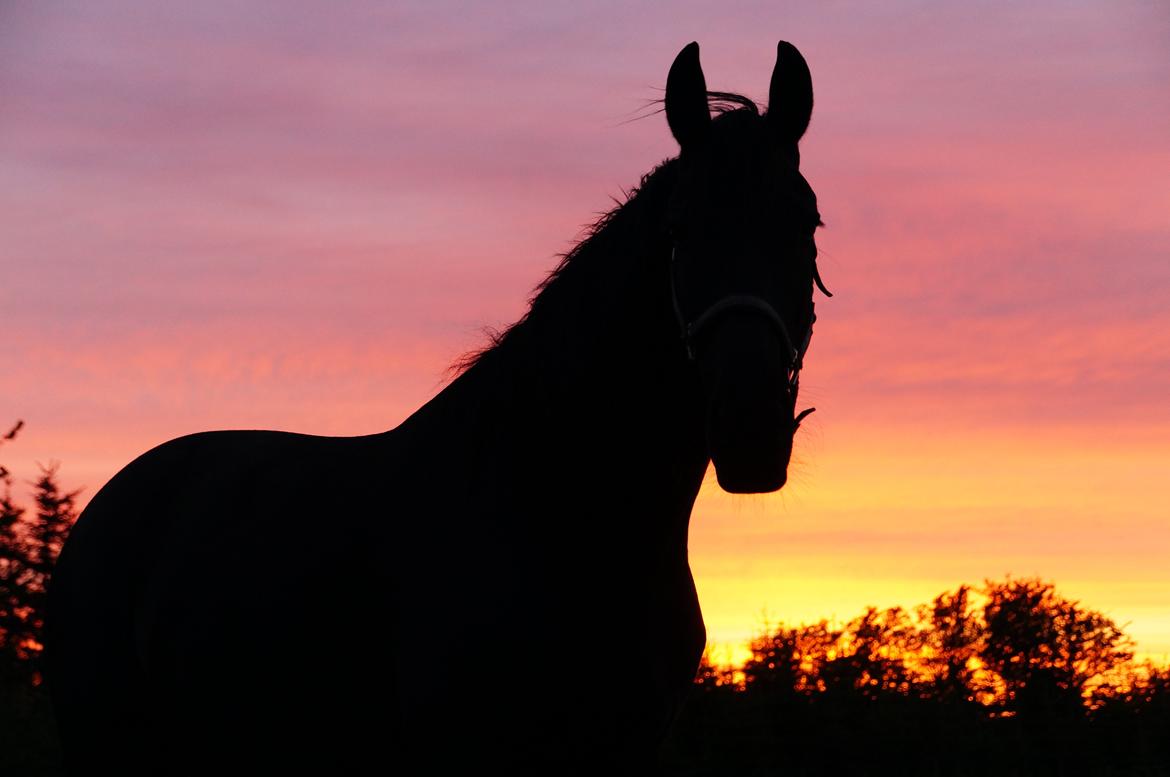 Anden særlig race KJÆRSGAARDS MOONLIGHT - Smukke bassen i en fantastisk solnedgang, maj 2013. billede 23
