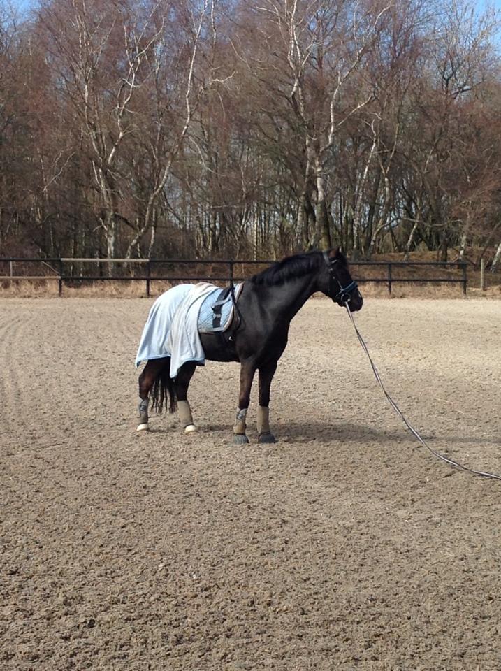 Dartmoor Bastian *Solgt* billede 18