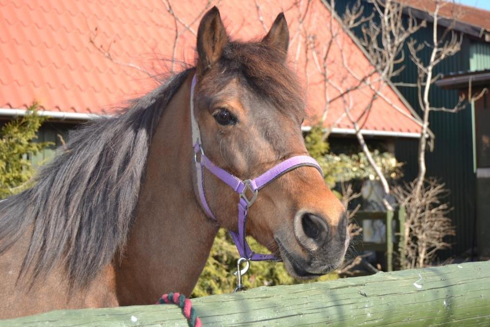 New Forest Megan (Megx) billede 2