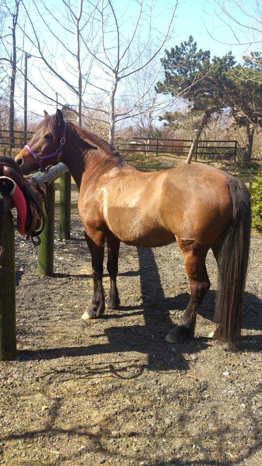 New Forest Megan (Megx) billede 3