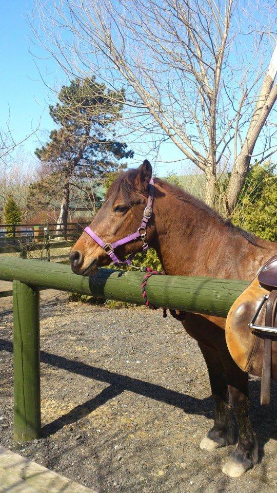 New Forest Megan (Megx) billede 4