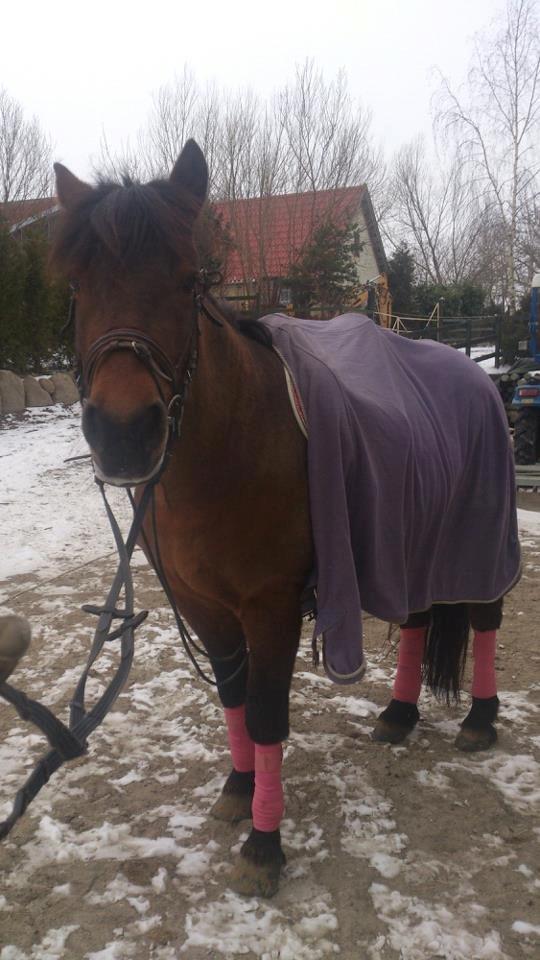 New Forest Megan (Megx) billede 6