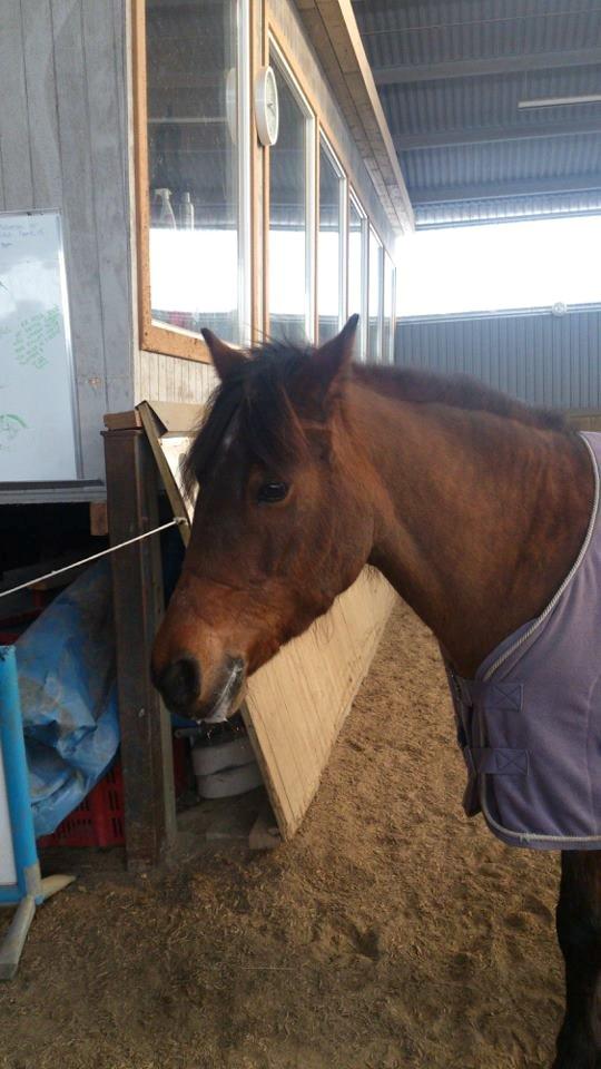 New Forest Megan (Megx) billede 7