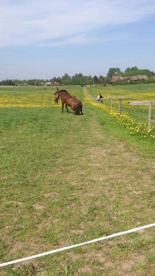 New Forest Megan (Megx) billede 9