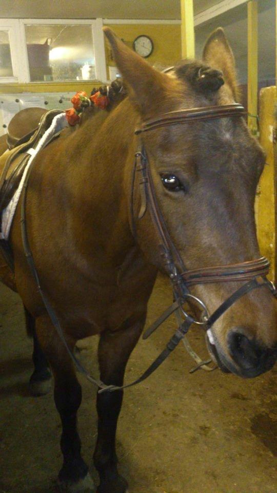 New Forest Megan (Megx) billede 11