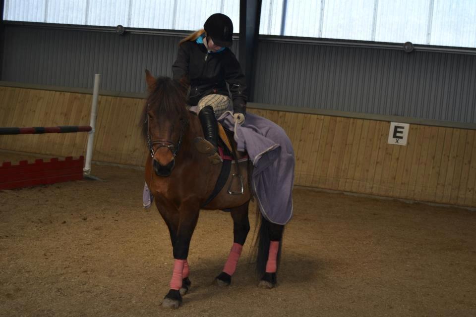 New Forest Megan (Megx) billede 12