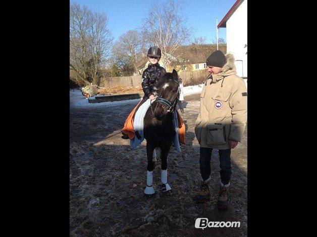 Dartmoor Bastian *Solgt* billede 8