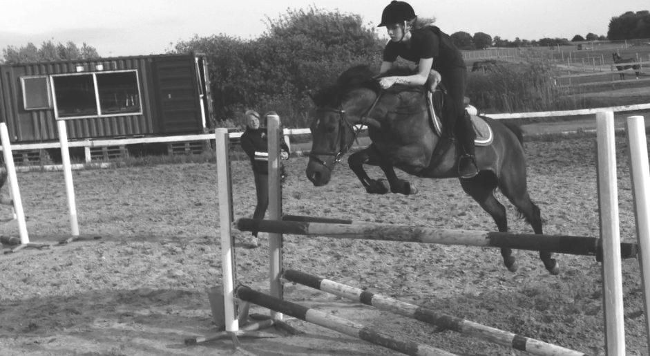 New Forest Brinkhofs Phantom (tidl. springpart) - Stjernen. billede 10