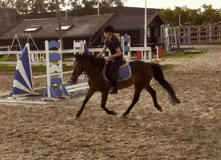 New Forest Brinkhofs Phantom (tidl. springpart) billede 12