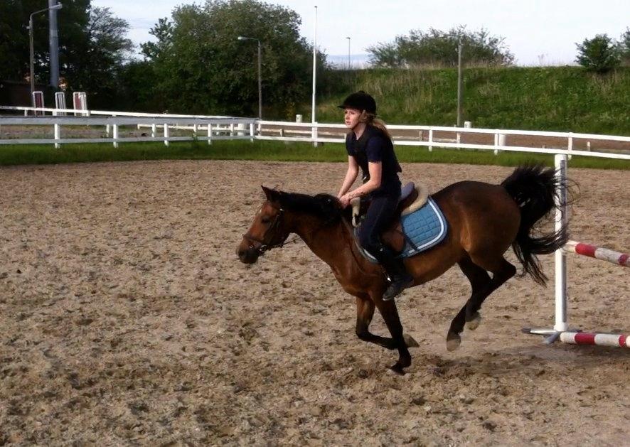 New Forest Brinkhofs Phantom (tidl. springpart) billede 6