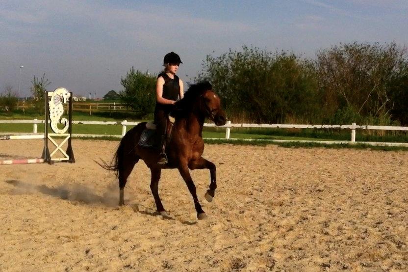 New Forest Brinkhofs Phantom (tidl. springpart) billede 9