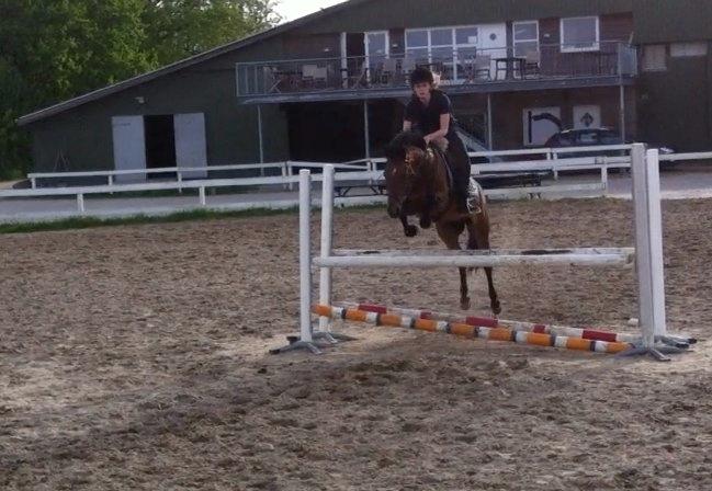 New Forest Brinkhofs Phantom (tidl. springpart) billede 19