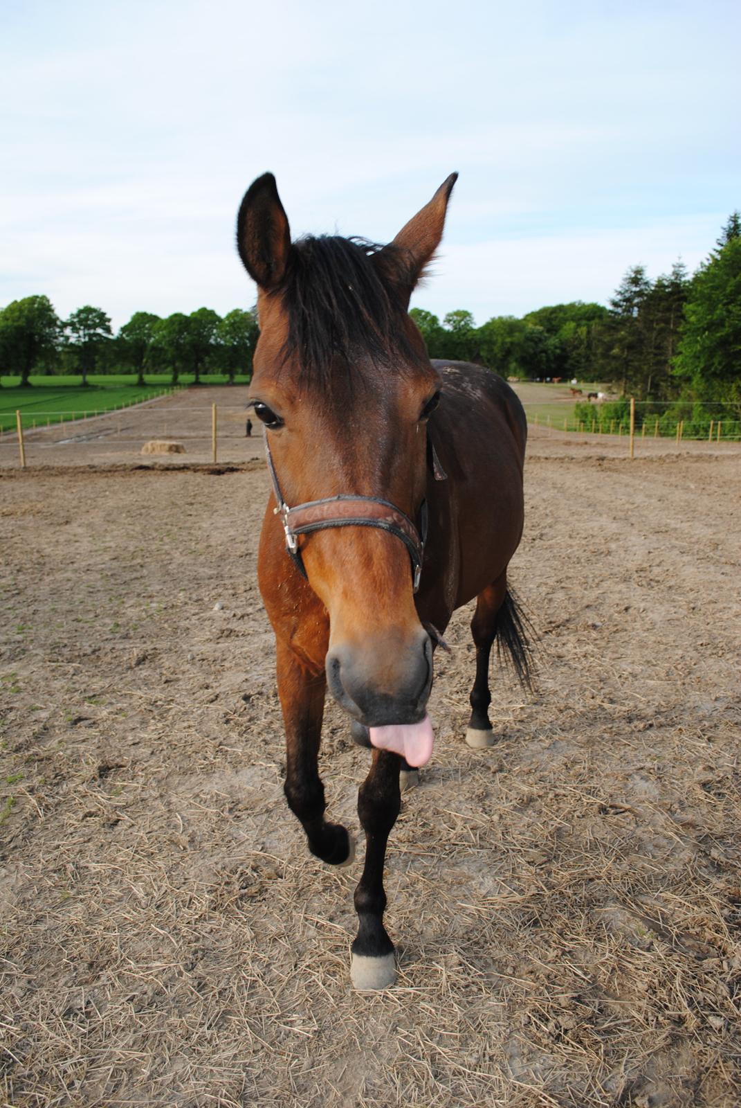 Traver Kandis V P (Candy) - Mums rugbrødsgodbidder er gode :) (2013) billede 2