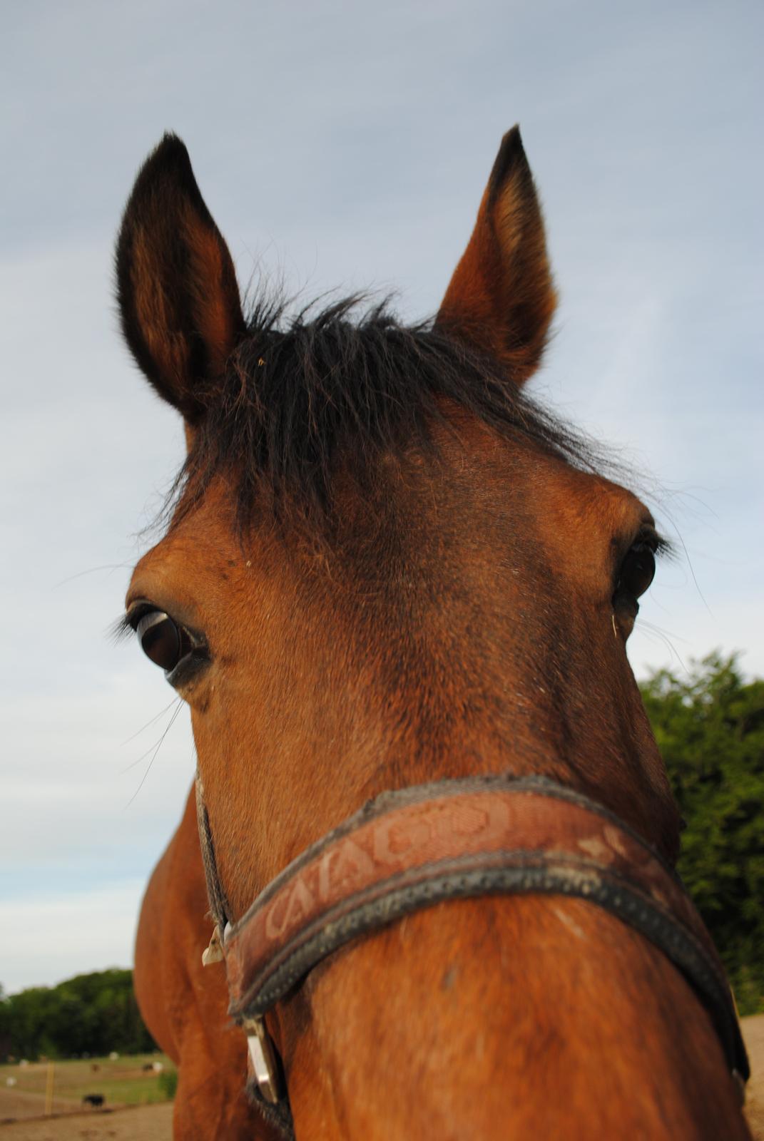 Traver Kandis V P (Candy) - Candy synes jeg mangler et nærbillede af hans smukke øjne (2013) billede 4