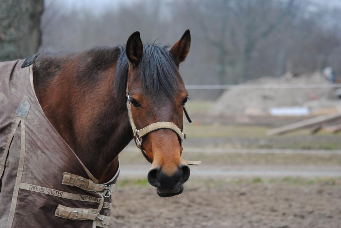 Traver Kandis V P (Candy) - Se mine Store næsebor! (2013) billede 5