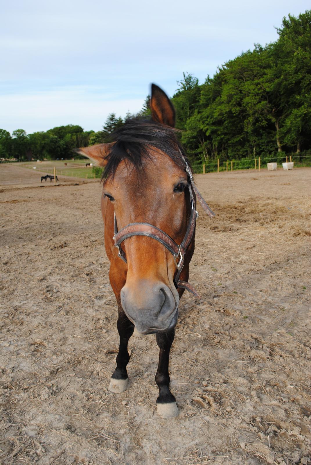 Traver Kandis V P (Candy) - Uh det skønt at ryste sig. (2013) billede 3