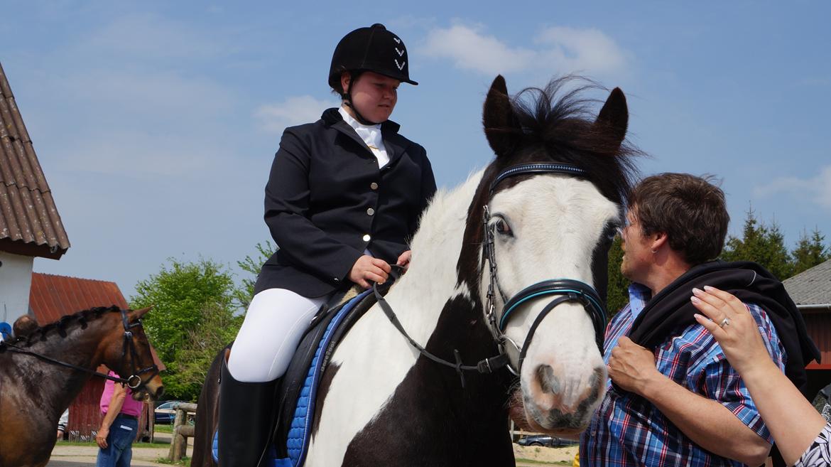 Irish Cob Hidalgo O'hara - Vi vandt en første præmie.! billede 8