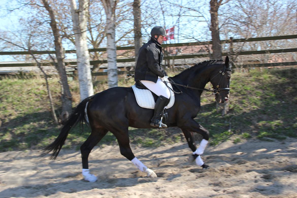 Hollandsk Varmblod Seja billede 15