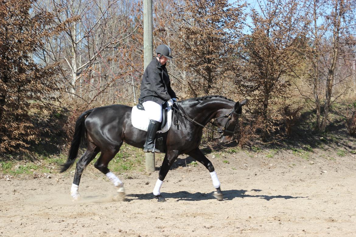 Hollandsk Varmblod Seja billede 16