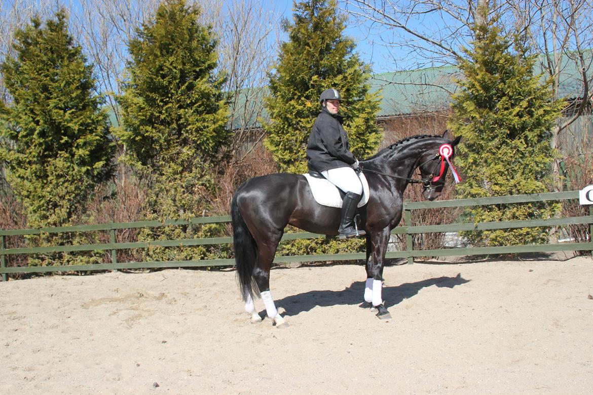 Hollandsk Varmblod Seja billede 17